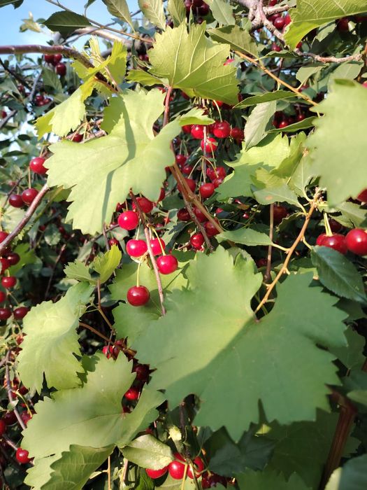 Продается вишня с дачи