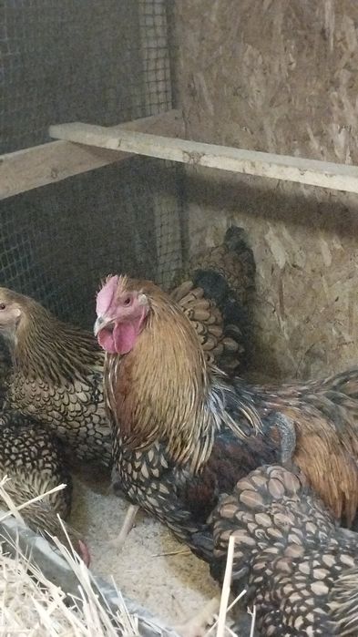 Виандот золото инкубационное яйцо ,цыплята