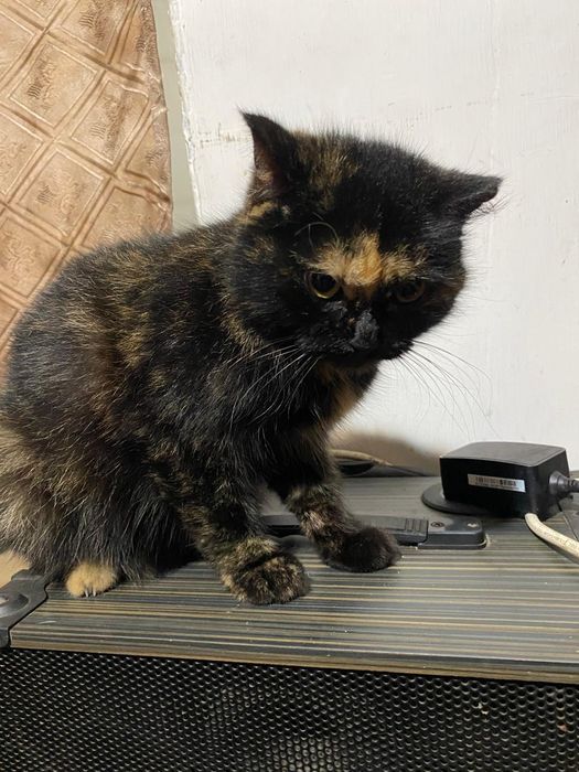 Отдам кошку в добрые руки