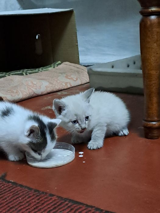 Отдам котят им 40 дней