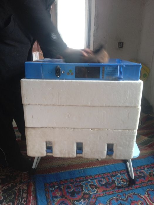 Inkubatsiya joʻja chiqaradigan aparat