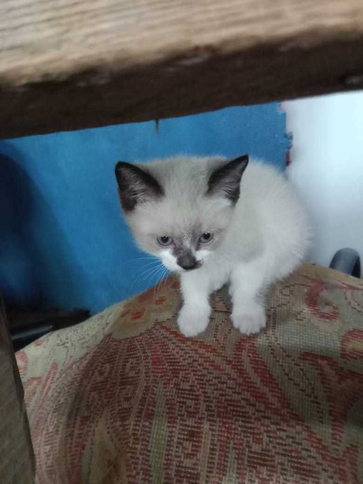 крысоловы котята  мес