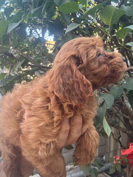 Puddel-Caniche Toy baiat cu carnet
