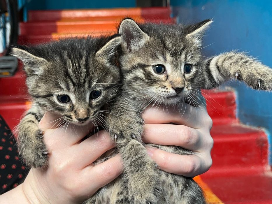 Котенок в добрые руки