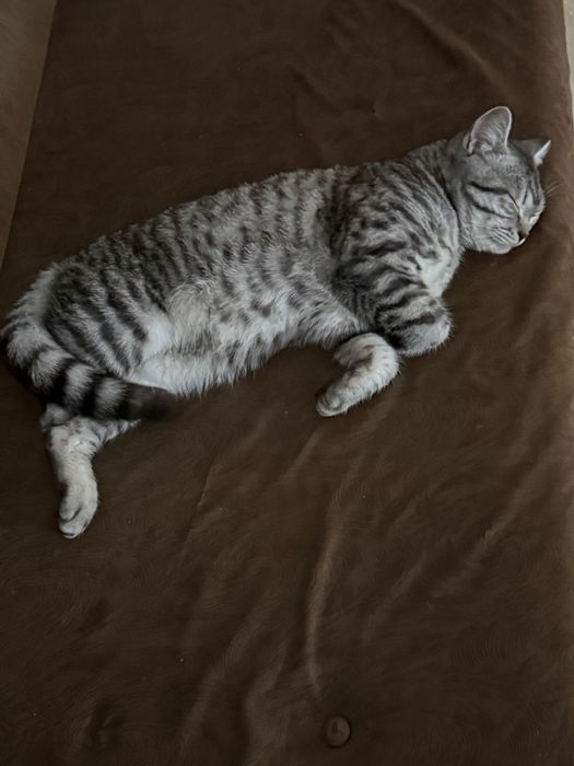 Продам котенка не кастрирован