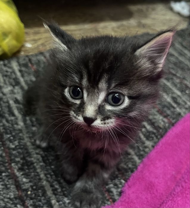 Отдам котят бесплатно