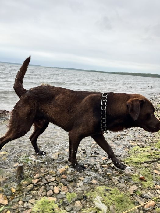 Вязка лабрадор мальчик шоколадного окраса