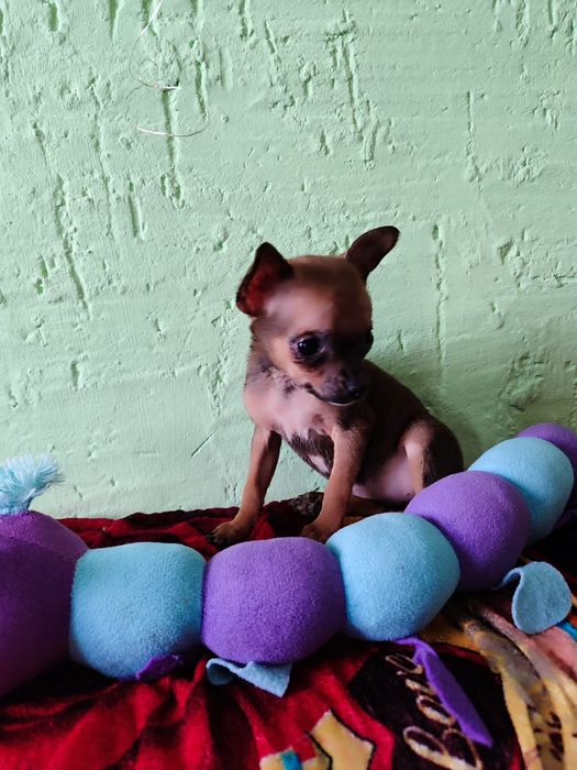 Девочка мини той терьер