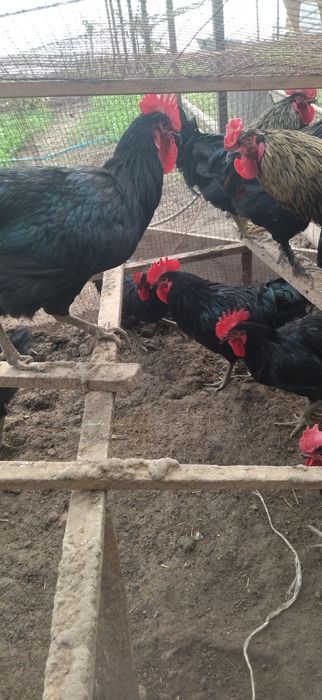 Qora shaxzoda xorozlari sotiladi