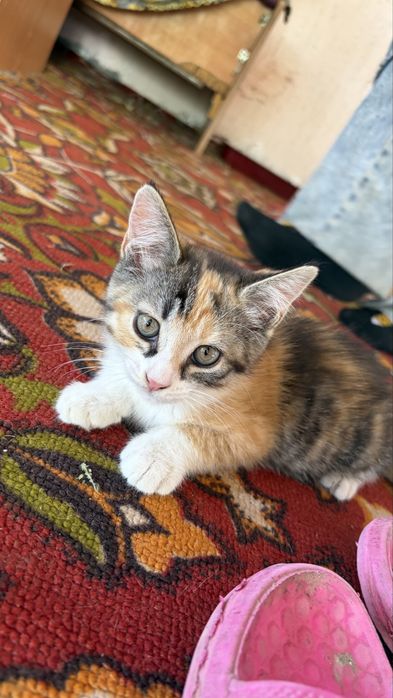 Отдам котятв добрые руки
