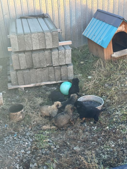 Отдам в добрые руки щенят