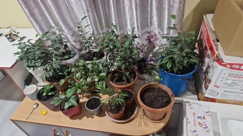 Фикус бенджамина