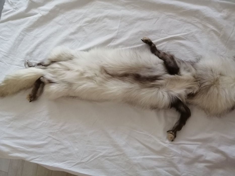 Шал и шапка от сребърна лисица