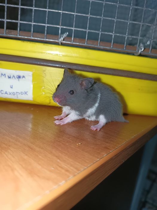 Сирийские хомяки