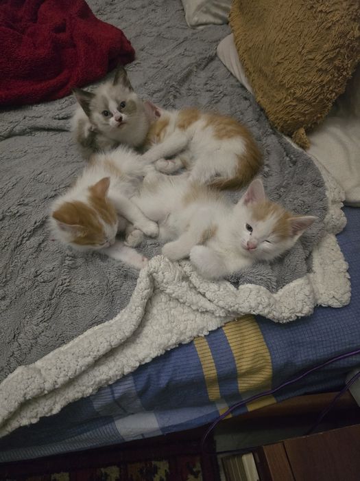 Котята в добрые руки