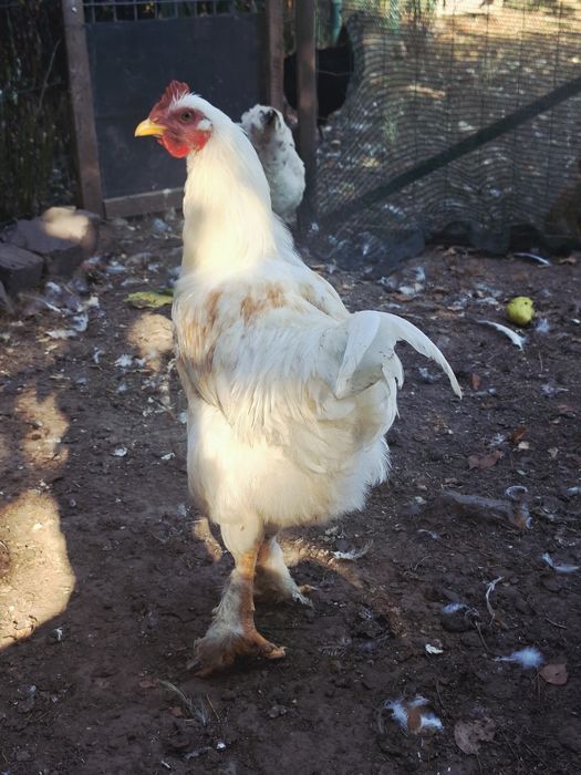 Cocosi tineri rasa mixta