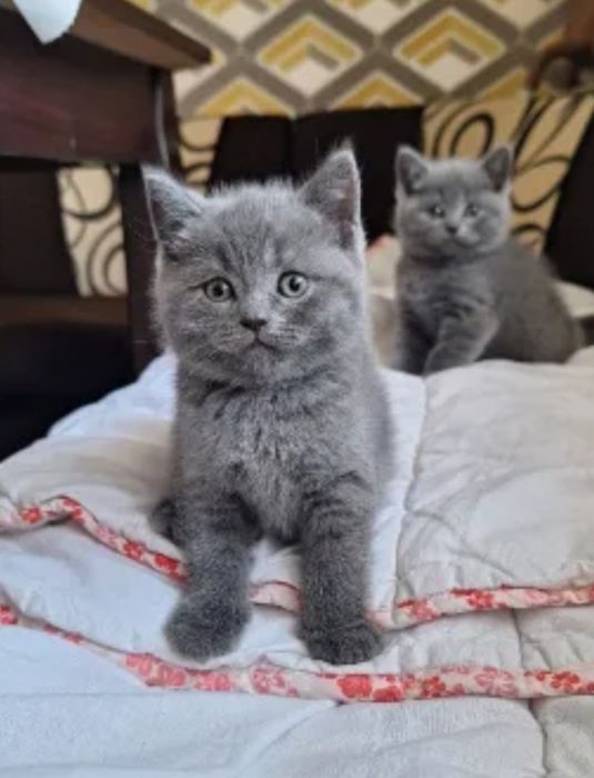 Британско коте на  2 месеца и 40 дни
