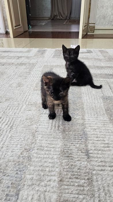 Отдам котят в добрые руки
