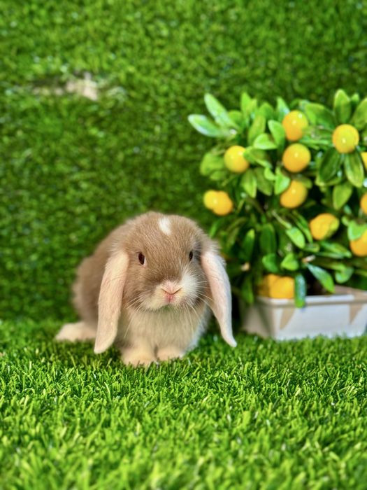 QUYON KARLIK . Кролик Карликовый