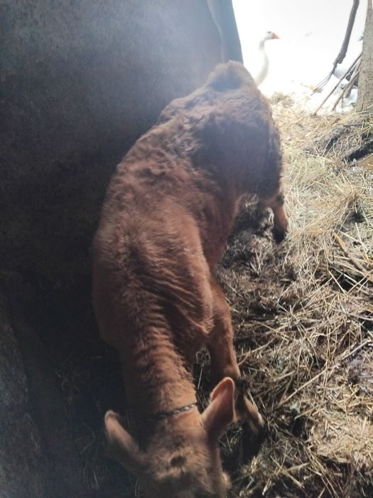 Vând vițel de 2 luni
