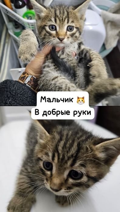 Котята в добрые руки