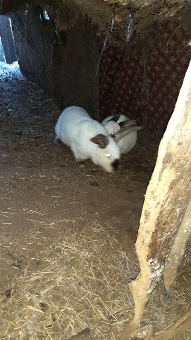 Продам калифорнийских кроликов