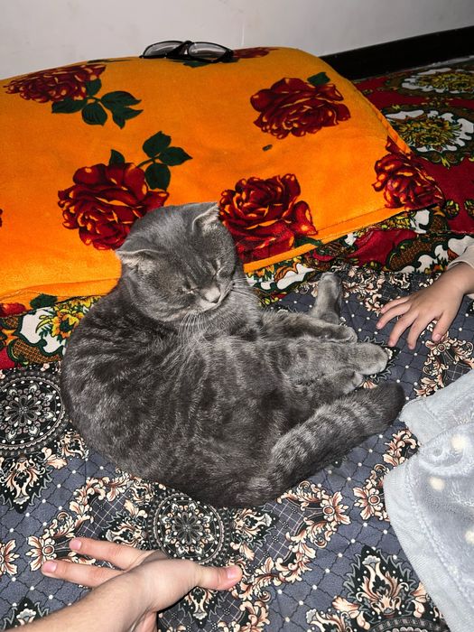 Mushuk sotiladi o’g’il bola Skottish fold