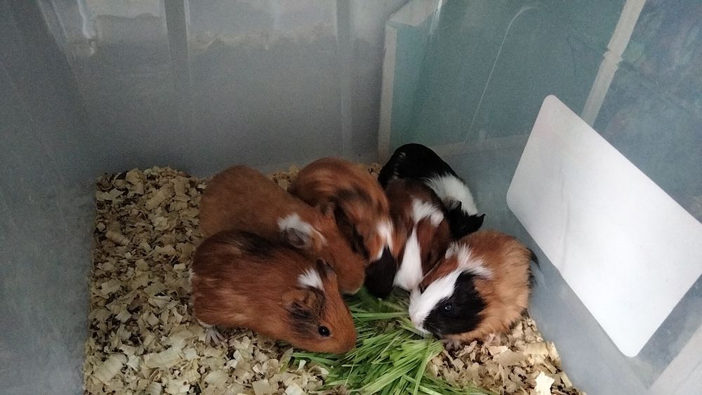 Маски свинки на продажу
