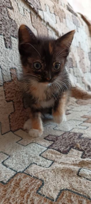 Отдам в добрые руки милого котёнка девочку