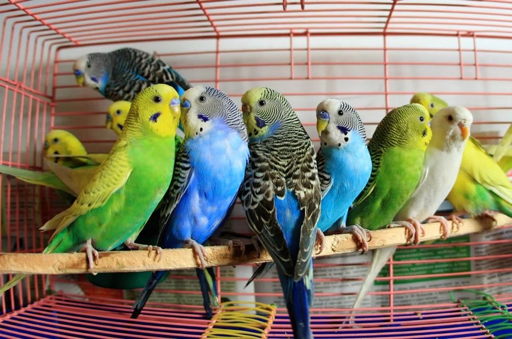 Продам  попугаев