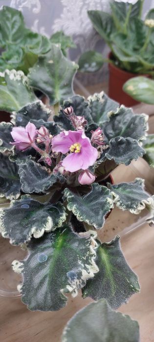 Продаю фиалки.Домашние.