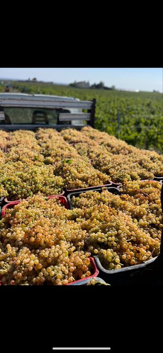 Struguri de vin PRODUCĂTOR