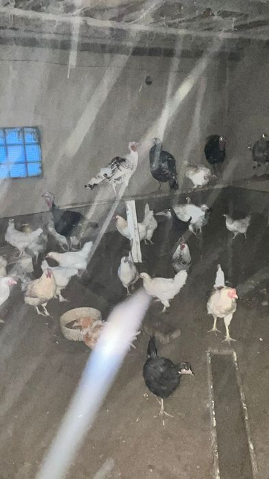 Үй тауықтары сатылады.