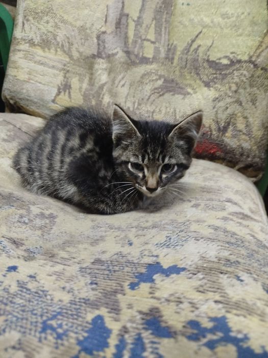 Котенок-мышелов в добрые руки!