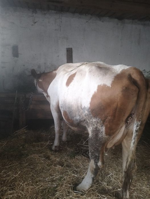 Vând vaca de 6 ani montata de 3 luni jumate sat Gruilung com Lazareni buna de lapte