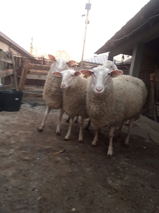 Vând 3 oi și un berbec