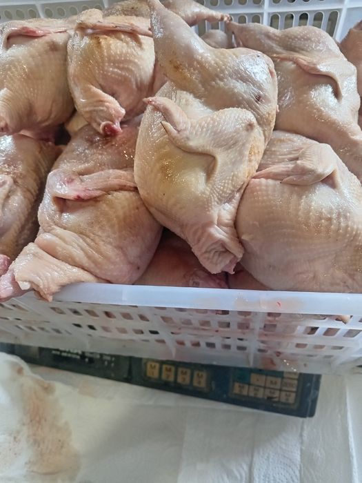 Продам мясо перепела