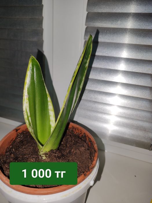 Продается цветы Сансевиерия (Щучий хвост