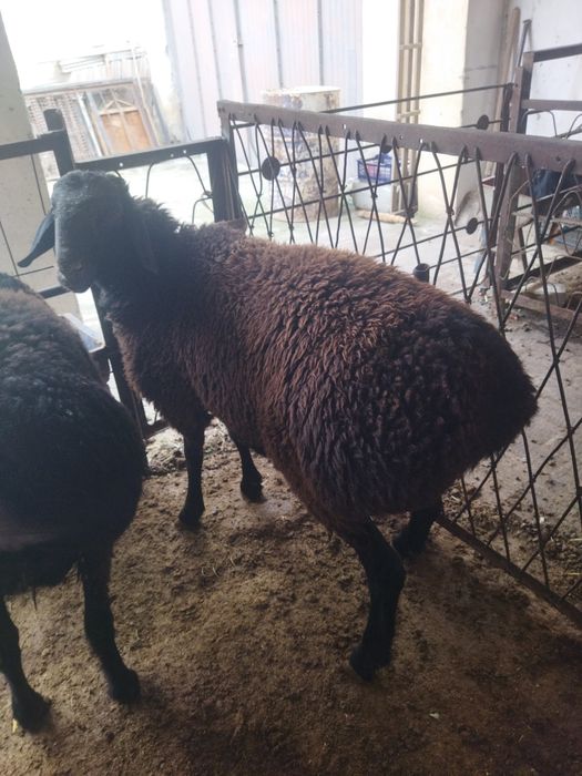 Кучкор сотилади.