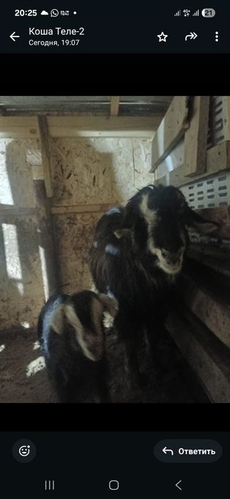 Лакты ешкилер сатылады