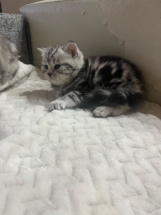 Котята скотиш фолд ,скотиш страйт