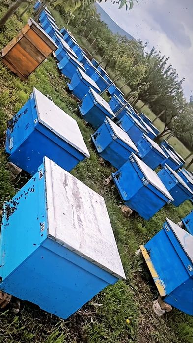 Пчелен мед ,,БУКЕТ” 2025г.