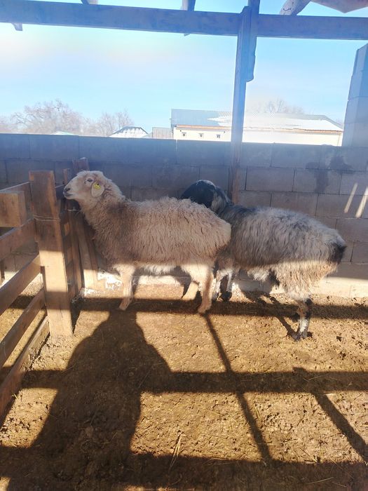 Қой сатылады.ссс