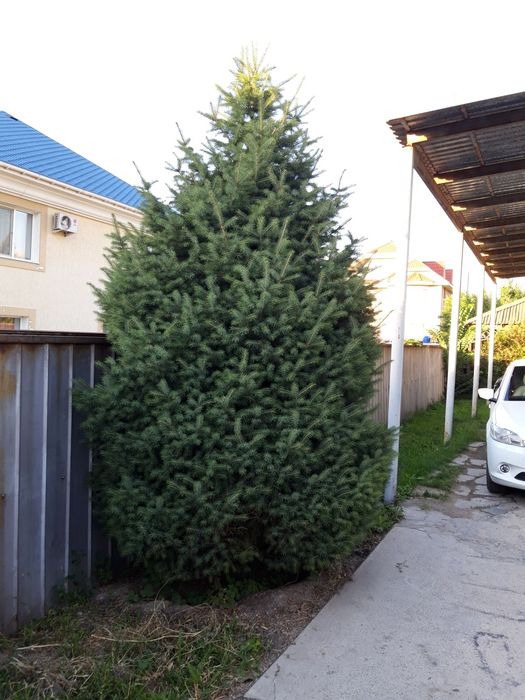 Ели Тань шаньские, 2 ,5-3м