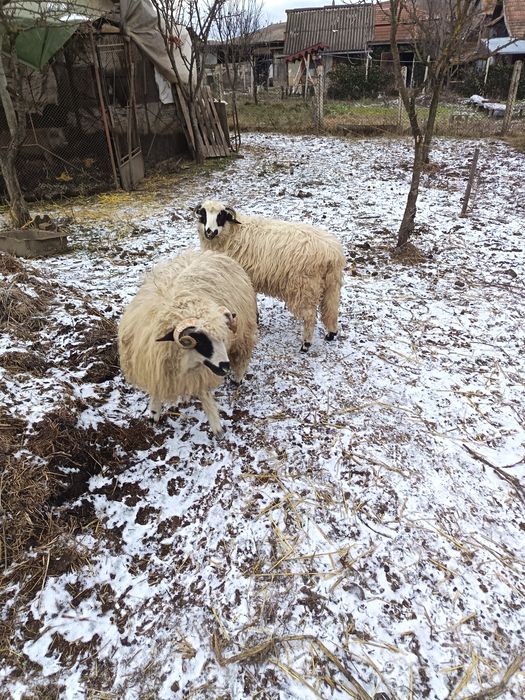 Vând 2 berbecuți