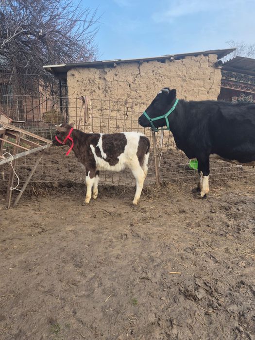 Сиыр сатылады 10лит сутті бар