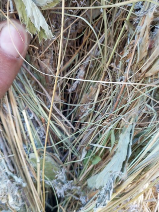 Сено хорошие в продаже 20рулонов