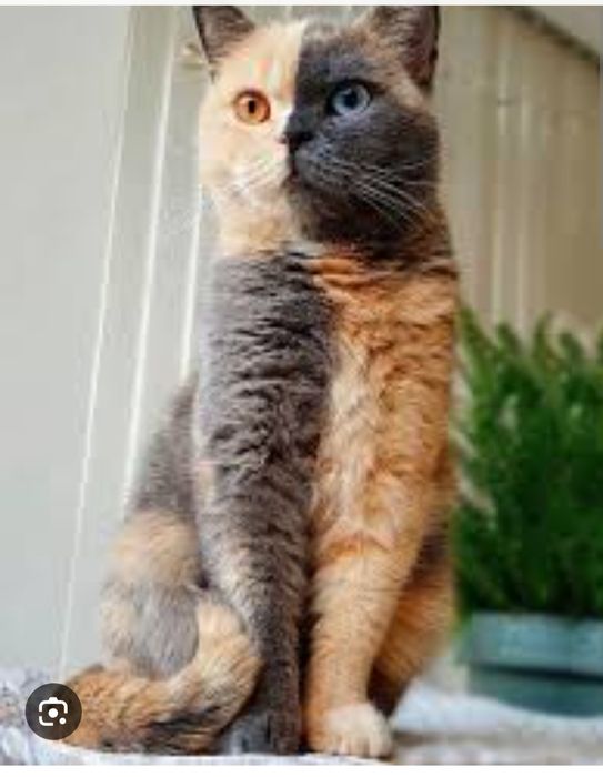 Кошка окраса Химера