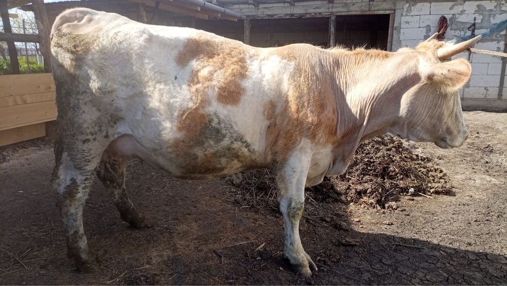 Vand vaca la al doilea vitel!