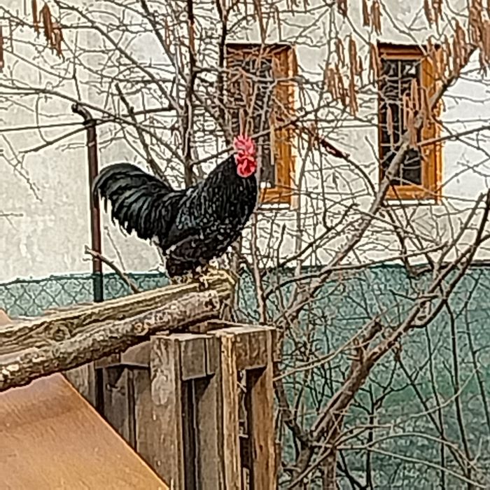 Găini americane și gâște Toulouse